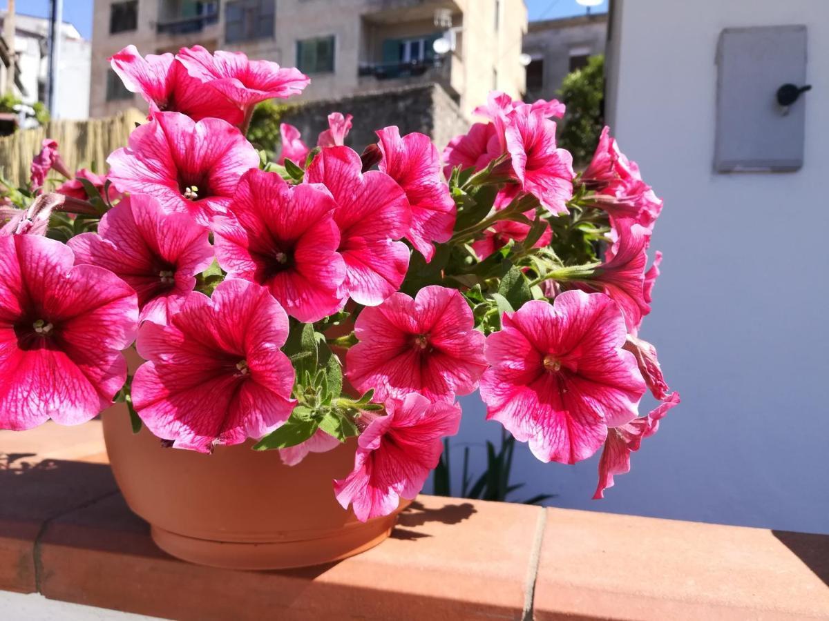 La Casetta Cetraro Dış mekan fotoğraf